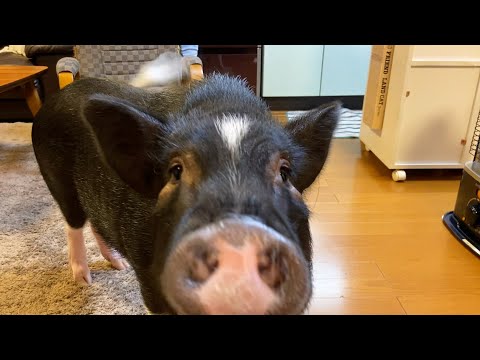 Pig's high-turn voice echoing through the house