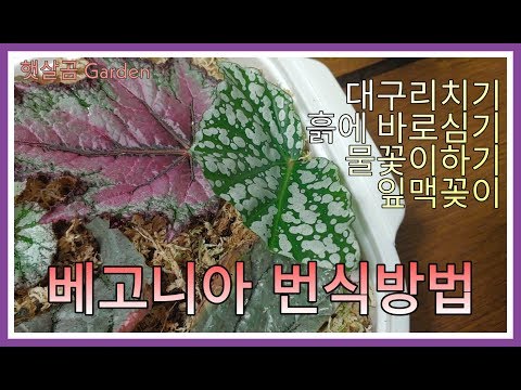 베고니아 번식방법ㅣBegonia