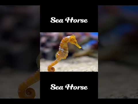 🔰මුහුදු අශ්වයා ගැන සිංහලෙන්/sea horse care in sinhala. like and subscribe my channel🤩 #short😉