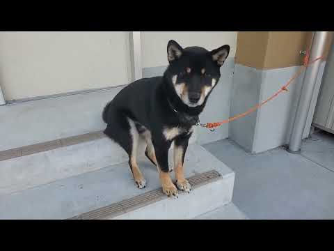 人間みたいに座る柴犬