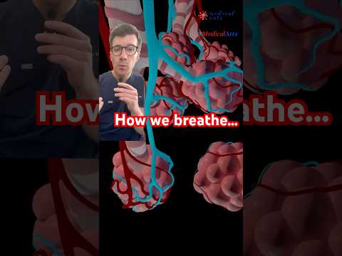 How do humans breath? A simple explanation #shorts