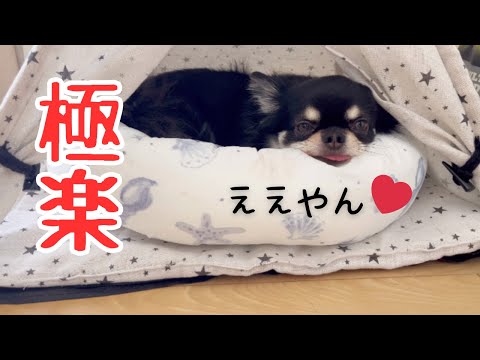 新しいクッションはどうかな？ブラックタンチワワの麦#犬のベット#ニトリ#Nクール