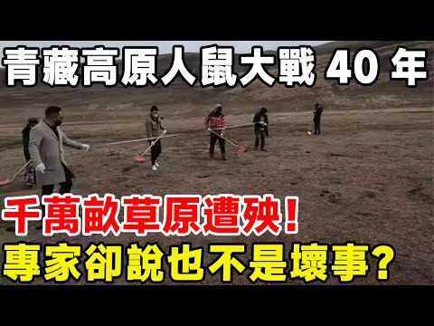 青藏高原人鼠大戰40年，千萬畝草原遭殃！ 專家卻說也不是壞事？#科普頻道 #科普