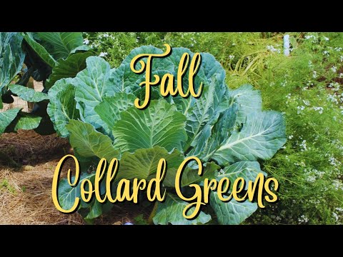 Collard Greens in the Fall!