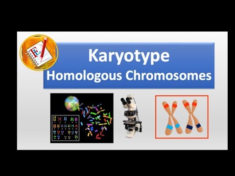 Karyotype and homologous chromosomes