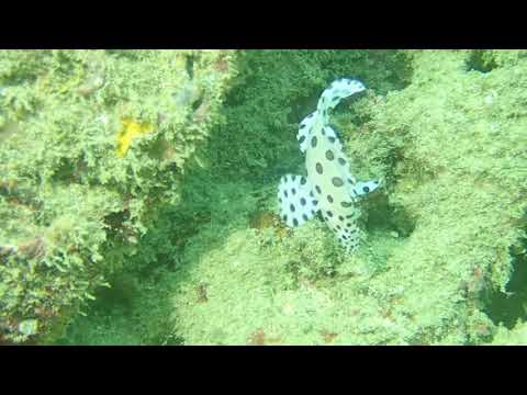 08292020 Encountering a juvenile humpbacked grouper - II