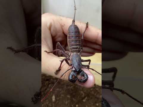 FEEDING AND HOLDING AN ALIEN BUG?! Vinegaroons are so COOL!