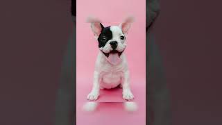 Amazing Puppy Pose Inspirations! #puppy #poses #puppypose