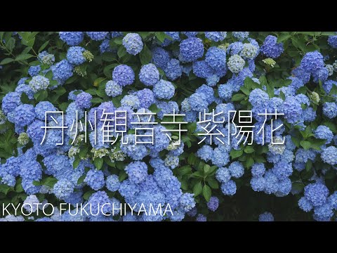 丹州観音寺（丹波あじさい寺）の紫陽花 Hydrangea【京都 福知山】