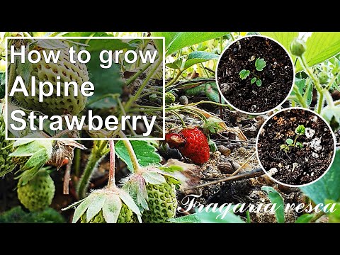 How to grow Alpine Strawberry｜Growing European Strawberry｜How to grow #59 Alpine Strawberry｜Eng Sub