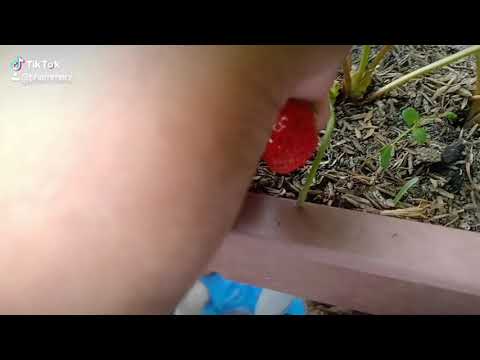 STRAWBERRY BACK YARD| PURE ORGANIC