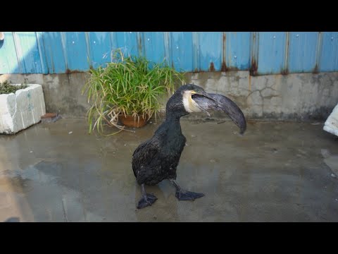 Cormorant eating a 50 cm catfish