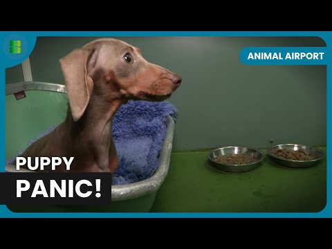 Exotic Animals Onboard—See Them Here! - Animal Airport - Animal Documentary