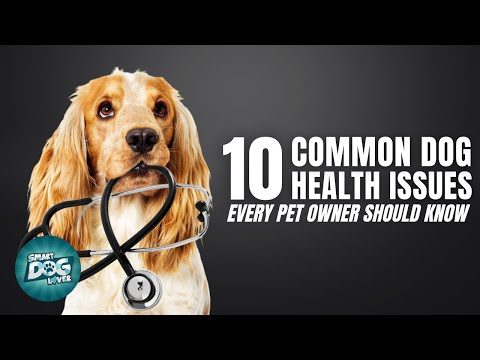 10 Common Dog Health Issues Every Pet Owner Should Know