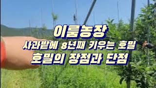 이룸농장 - 사과밭에 호밀을 8년간 키워보니.. 호밀의 장점과 단점!!