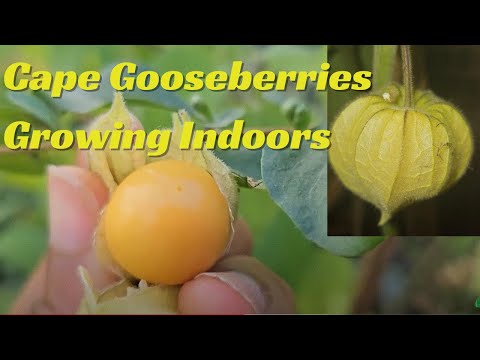 Cape Gooseberies Growing Indoors - Overwintering Cape Gooseberries