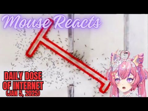 Mouse Reacts to Daily Dose of Internet (Ant are Getting Smarter) (Jan 5, 2025)