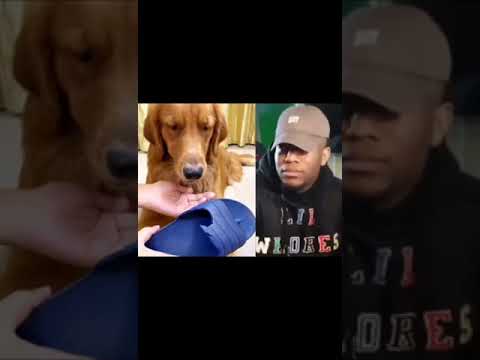 dog memelucu best video 🤣😂#memes #tiktok #funnyvideo #short #memelucuiklan #memelucu#memelucu2022