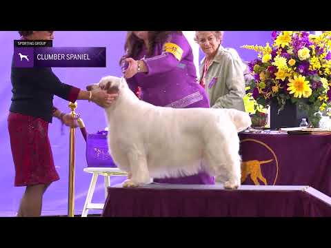 Spaniels (Clumber) | Breed Judging 2024