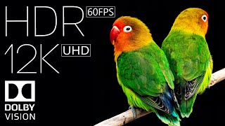 12K HDR 60fps | Dolby Vision | True Cinematic Video