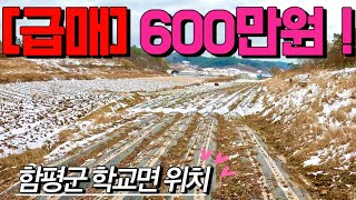 [전남토지매매] 매물번호#438 [급매] 600만원 주말농장부지 토지 매매 ! 함평군 학교면 학교리 시골땅 촌땅 토지 매매