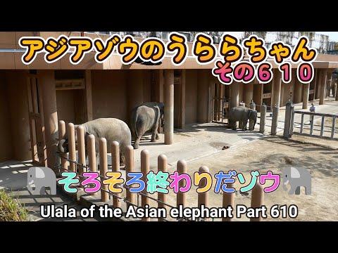 アジアゾウのうららちゃん（６１０）🐘そろそろ終わりだゾウ🐘（東山動植物園）Ulala of the Asian elephant Part 610