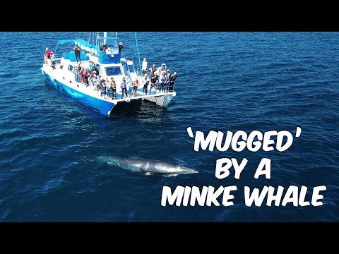 'Mugged' by a Curious Minke Whale 🐳