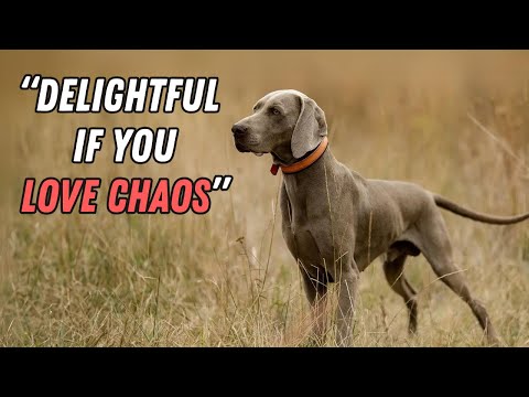 Things NOBODY tells you about owning a Weimaraner