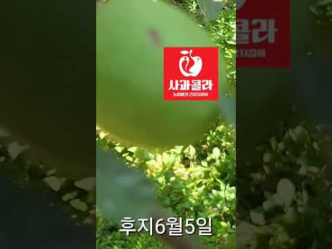 사과 깍지벌레 흡즙피해