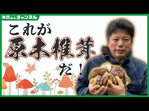 これが原木椎茸だ！！