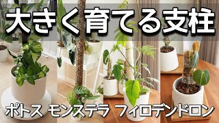 【観葉植物の支柱】大きく育てたい場合の支柱【5種類】