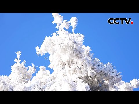 玉树琼枝美如画！云南抚仙湖畔现梦幻雾凇景观 | CCTV