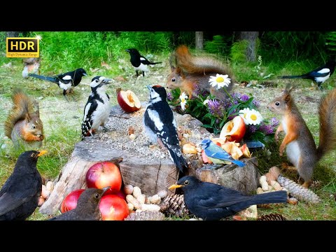 Feisty Forest Friends Gathering at Lucky Stump Buffet 😺 Cat TV  🐶 Dog TV (4K HDR 10 hrs)