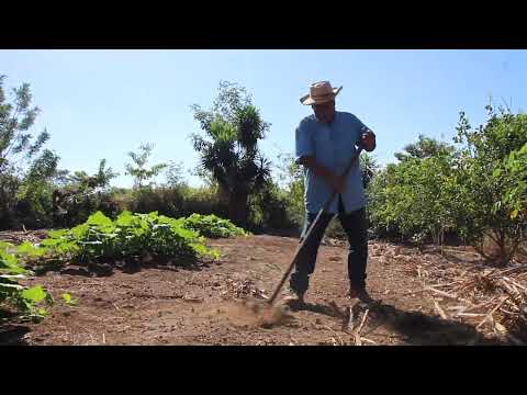 Finca la Bendición y su diversificación de cultivos-AHUACHAPÁN