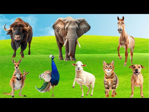 Cute Animal Sounds : Squirrel, Flamingo ,Rabbit, Cat,Elephant, Cow, Peacock - Cute Animal Moment