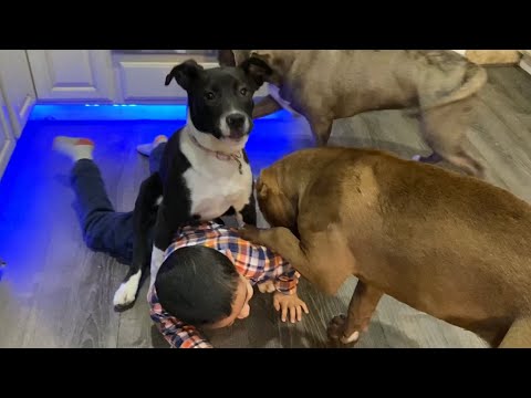 Mauled by Pitbull puppies