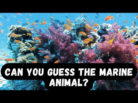 Underwater Animal Quiz: Name the Marine Creature from the Picture!