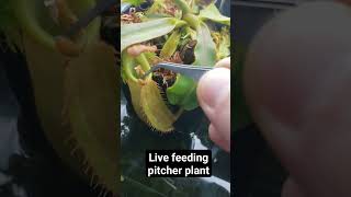 Pitcher Plant Live Feeding #plants #carnivorousplant #houseplants #nature