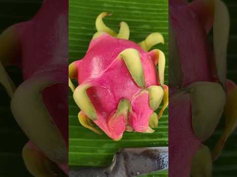 Dragon fruit masala recipe #shorts #shortvideo #youtubeshorts