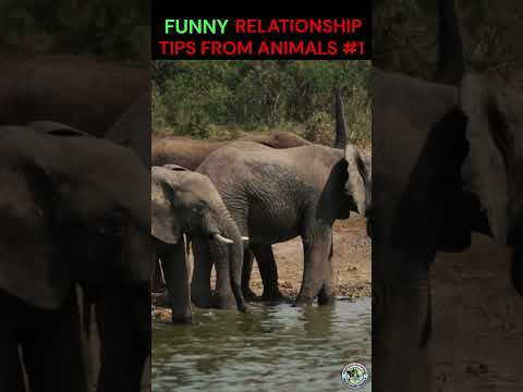 FUNNY relationship TIPS from ANIMALS 1 #maritaladvice #relationships #funny