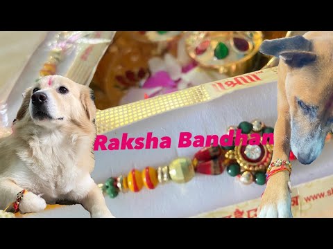 My dogs celebrates Rakhi 🧿🧿❤️ | Raksha Bandhan 2023 💕 | Dog love