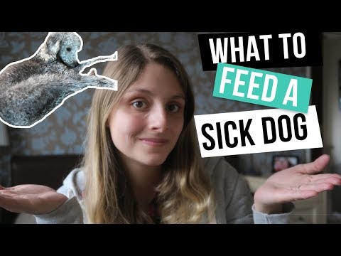 WHAT TO FEED A SICK DOG - A DOG THAT HAS Diarrhoea