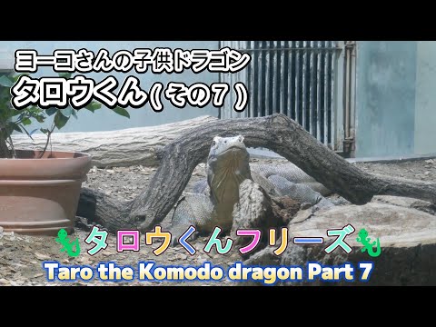 ヨーコさんの子供ドラゴン　タロウくん（その７）🦎タロウくんフリーズ🦎（東山動植物園）Taro the Komodo dragon Part 7