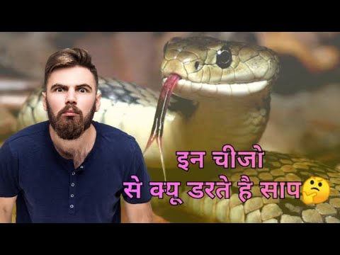 This smell dangerous for snake 🐍||इन चीजो से क्यू डरते है साप🤔#vikasonfacts #snakefacts #video #1