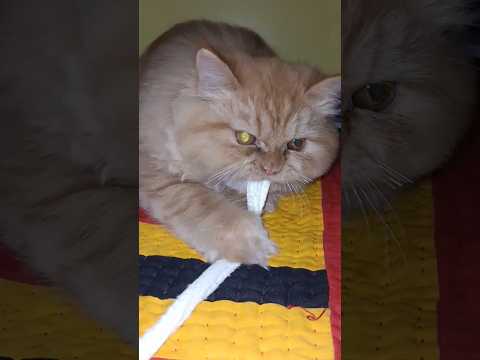 Funniest Cat Video on the Internet – You’ll Be Laughing Nonstop! 🐱😂