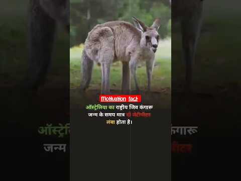 kangaroo Fact//Motivation Fact//Gk#shortsvideo #shorts #short #animals #kangaroo