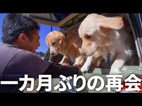 大好きな岐阜のじぃじとの再会で大興奮の愛犬達