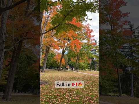 Do you like Spring or Fall ? Comment below #autumn #fallcolors #ontario #canada