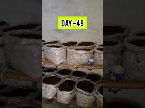 Mushroom farming in India Button Mushroom farming #shorts