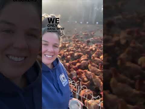 How We Raise About 4,000 Chickens for Meat on Our Commercial Regenerative Farm Without Coops - Pt 2